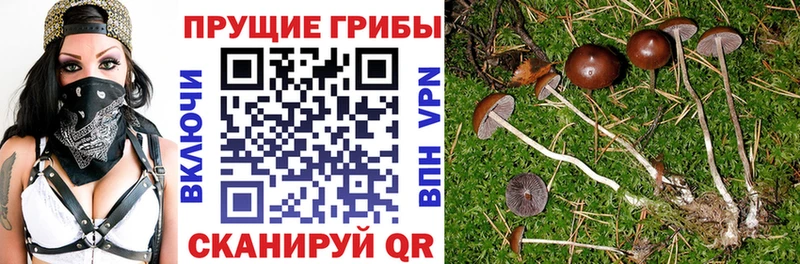 Галлюциногенные грибы мицелий  Вытегра 